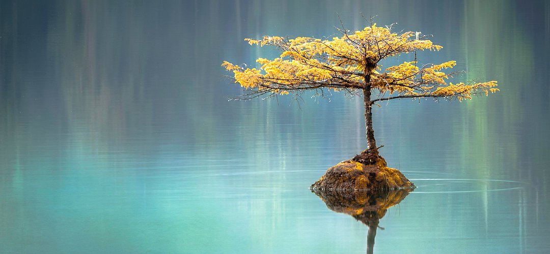 Un arbre semble pousser dans un lac avec une cascade en fond