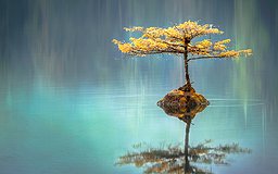 Un arbre semble pousser dans un lac avec une cascade en fond